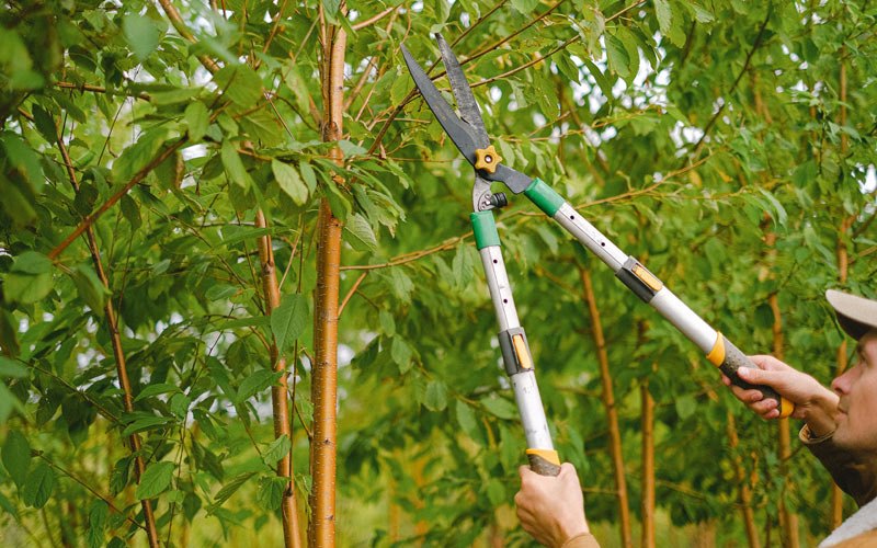 Tree trimming in Gresham, OR